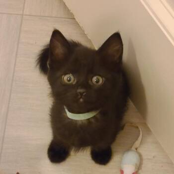 Domestic Short Hair and Tabby Cats Available for Adoption - Serendipity - Winterville, GA | PetCurious