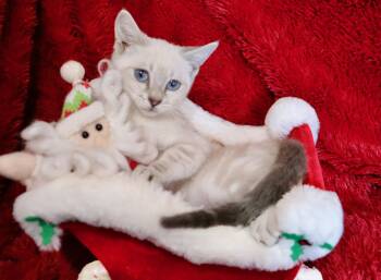 Rescue Siamese Cats for Adoption in St. Augustine, Florida - Kristoff | PetCurious