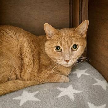 Uri -  Domestic Long Hair Cat for Adoption in Las Vegas, Nevada - Uri | PetCurious