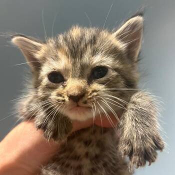 Honeybunch -  Domestic Short Hair Cat for Adoption in Chattanooga, Tennessee - Honeybunch | PetCurious