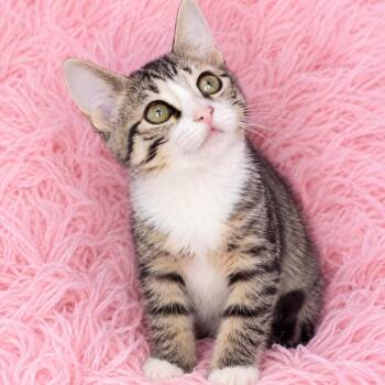 Vector -  Domestic Short Hair Cat for Adoption in Quincy, Ohio - Vector | PetCurious
