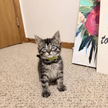 Zuko C11256 -  Domestic Short Hair Cat for Adoption - Zuko C11256 | PetCurious