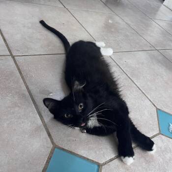 Everest -  Domestic Short Hair Cat for Adoption in Houston, Texas - Everest | PetCurious