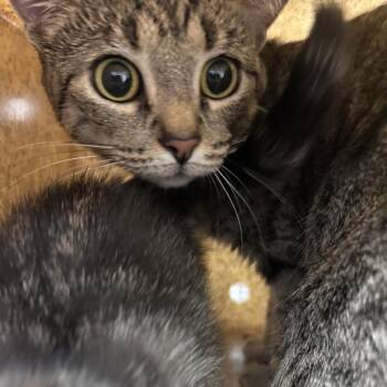 Jazz -  Devon Rex Cat for Adoption in Philadelphia, Pennsylvania - Jazz | PetCurious
