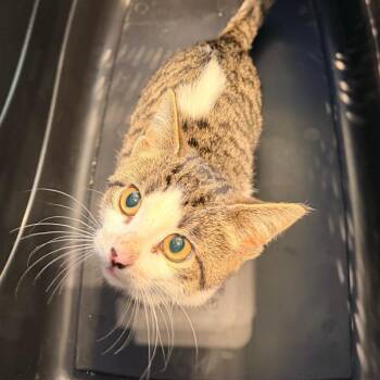 Toodles -  Domestic Short Hair Cat for Adoption in Lynchburg, Virginia - Toodles | PetCurious