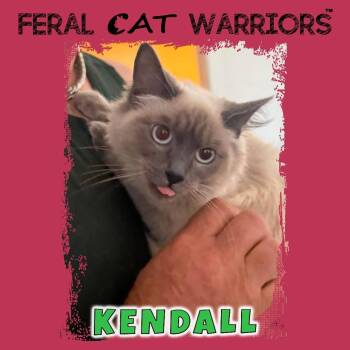 Kendall -  Siamese Cat for Adoption in Kingman, Arizona - Kendall | PetCurious