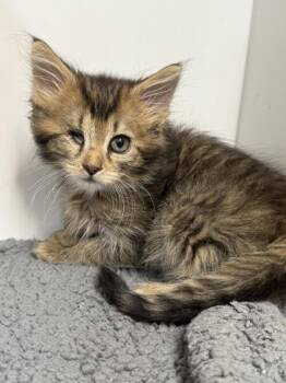 Carrot -  Domestic Short Hair Cat for Adoption in West Chester, Pennsylvania - Carrot | PetCurious