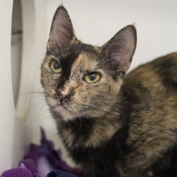 Harlequin -  Domestic Short Hair Cat for Adoption in Verona, Wisconsin - Harlequin | PetCurious