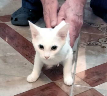 Rescue Domestic Short Hair Cats for Adoption in Rowlett, Texas - Spooky | PetCurious