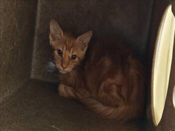 GUSTAVO -  Domestic Short Hair Cat for Adoption in Santa Fe, New Mexico - GUSTAVO | PetCurious