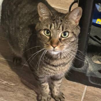 Benji -  Domestic Short Hair Cat Available for Adoption in Melbourne, Kentucky - Benji | PetCurious