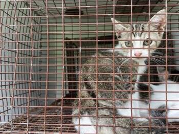 A657774 -  Domestic Short Hair Cat for Adoption in Houston, Texas - A657774 | PetCurious