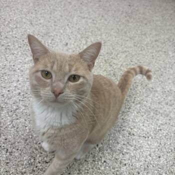 Domestic Short Hair Cats Available for Adoption in Lake Tapwingo, Missouri - Tangerine | PetCurious