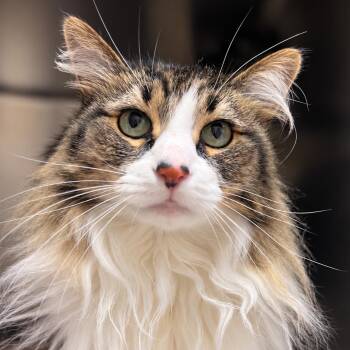 Lucille -  Domestic Medium Hair and Domestic Short Hair Cat for Adoption in Versailles, Kentucky - Lucille | PetCurious