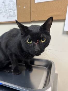 Rescue Domestic Short Hair Cats for Adoption in Spokane Valley, Washington - Voltz | PetCurious