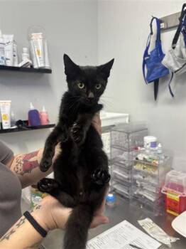 Stan -  Domestic Short Hair Cat for Adoption in West Chester, Pennsylvania - Stan | PetCurious