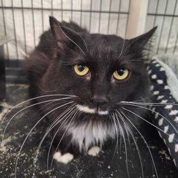 Domestic Long Hair Cats Available for Adoption in Attica, New York - Ryan | PetCurious