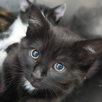 Noir -  Domestic Short Hair Cat for Adoption in Idaho Falls, Idaho - Noir | PetCurious