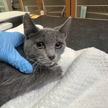 Lock -  Domestic Short Hair Cat for Adoption in Murray, Utah - Lock | PetCurious