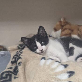Tex -  Domestic Short Hair Cat for Adoption in Pagosa Springs, Colorado - Tex | PetCurious