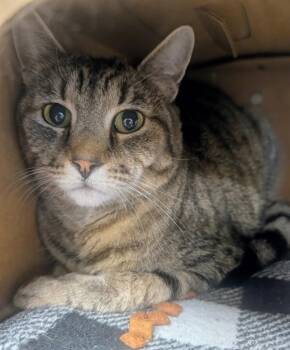 Cal -  Domestic Short Hair Cat for Adoption in Sechelt, British Columbia - Cal | PetCurious
