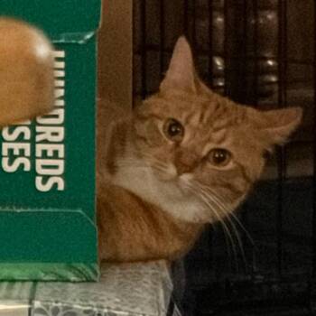 Olivia (Olly) -  Domestic Short Hair Cat for Adoption in Columbia, Missouri - Olivia (Olly) | PetCurious