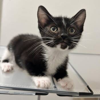 Orca -  Domestic Medium Hair Cat for Adoption in Westminster, California - Orca | PetCurious