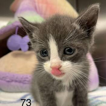Graham Cracker -  Domestic Short Hair Cat for Adoption in Spokane, Washington - Graham Cracker | PetCurious
