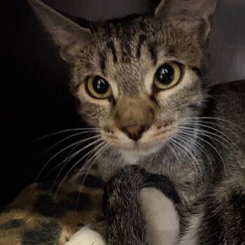 Peaches -  Domestic Short Hair Cat for Adoption in Spokane, Washington - Peaches | PetCurious