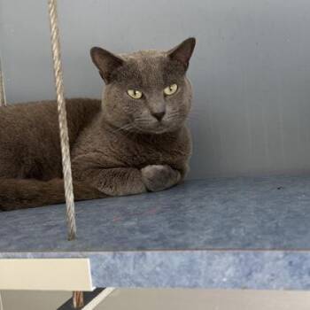 Yoko -  Domestic Short Hair Cat for Adoption in Farmers Branch, Texas - Yoko | PetCurious