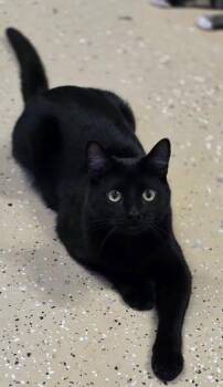 Ryan -  Domestic Short Hair Cat for Adoption in Wilmington, North Carolina - Ryan | PetCurious