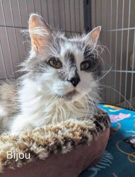 Bijou -  Domestic Long Hair Cat Available for Adoption in Ocala, Florida - Bijou | PetCurious