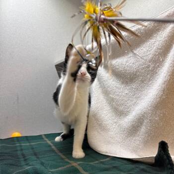 Cannellini -  Domestic Short Hair Cat for Adoption in Pittsburgh, Pennsylvania - Cannellini | PetCurious