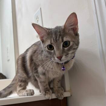 Domestic Short Hair Cats Available for Adoption in Durham, North Carolina - Sasha | PetCurious