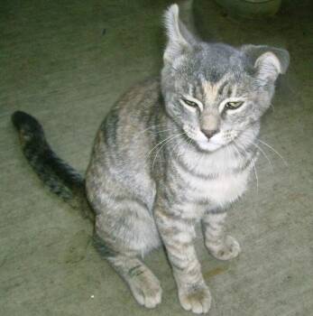 Tampa Red Kazoo -  Calico Cat for Adoption in Kennewick, Washington - Tampa Red Kazoo | PetCurious