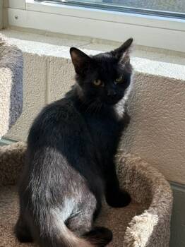 Rescue Domestic Medium Hair Cats for Adoption in Dalton, Georgia - Inki | PetCurious
