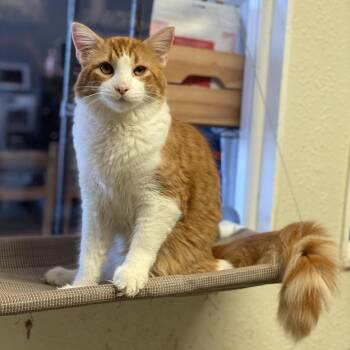 Domestic Long Hair Cats Available for Adoption - Owen Hunt (C000-764) - Costa Mesa Location | PetCurious