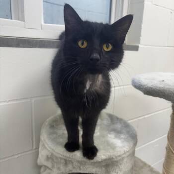 Bernice -  Domestic Short Hair Cat for Adoption in Marshalltown, Iowa - Bernice | PetCurious