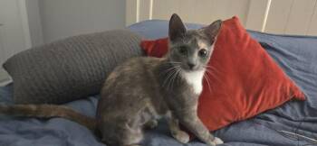 Bettina26 -  Domestic Short Hair Cat for Adoption in Youngsville, North Carolina - Bettina26 | PetCurious