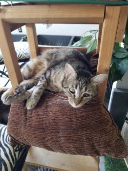 Rescue Tabby Cats for Adoption in Buena Park, California - Claire | PetCurious