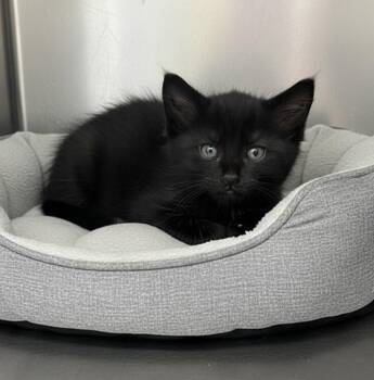 Shadow -  Domestic Short Hair Cat for Adoption in Elyria, Ohio - Shadow | PetCurious