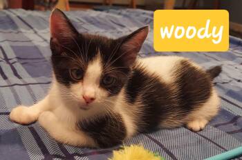 Woody -  Domestic Short Hair Cat for Adoption in Roxbury Township, New Jersey - Woody | PetCurious
