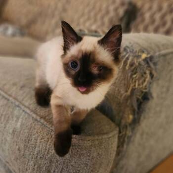 Auge -  Siamese Cat for Adoption in Chickasaw, Alabama - Auge | PetCurious