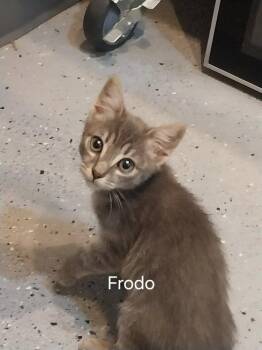 Frodo (91904) -  Domestic Short Hair and Tabby Cat for Adoption in St. George, Utah - Frodo (91904) | PetCurious