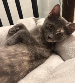 Rescue Domestic Short Hair Cats for Adoption in Nashville, Tennessee - Tippy (Bonded To Cheeto) | PetCurious