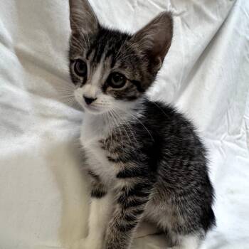 Fable -  Domestic Short Hair Cat for Adoption in Brea, California - Fable | PetCurious