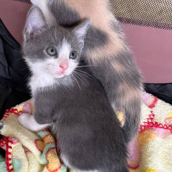 Domestic Short Hair Cats Available for Adoption in Hannibal, Missouri - Gracin | PetCurious