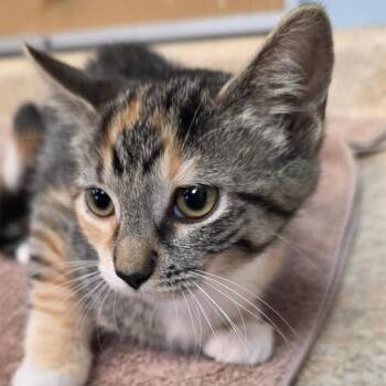 Liberty -  Domestic Short Hair Cat for Adoption - Liberty | PetCurious