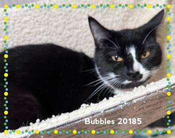 BUBBLES(see also BUTTERCUP&BLOSSOM) -  Domestic Short Hair Cat for Adoption in Marietta, Georgia - BUBBLES(see Also BUTTERCUP&BLOSSOM) | PetCurious