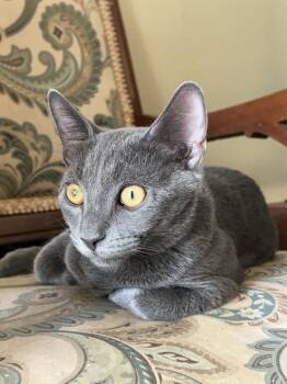 Cowboy -  Domestic Short Hair Cat for Adoption in Evans, Georgia - Cowboy | PetCurious